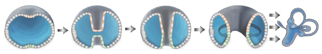 A step by step illustration showing a simple sheet of cells transforming into the tubes of the semicircular canals