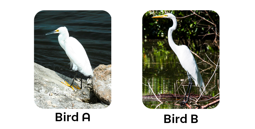 Two white egrets labeled Bird A and Bird B