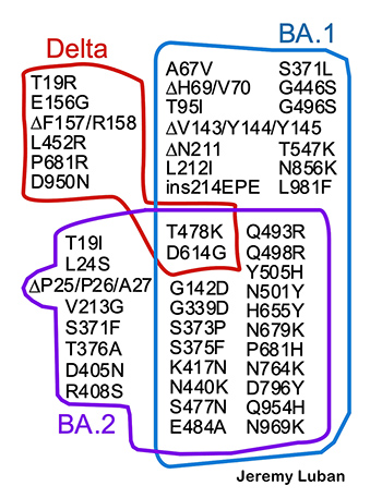 Overlapping mutations on the delta, BA.1 (omicron), and BA.2 variants of the SARS-CoV-2. Researchers say viral evolution is ongoing, with more mutations likely to occur, giving rise to new variants.