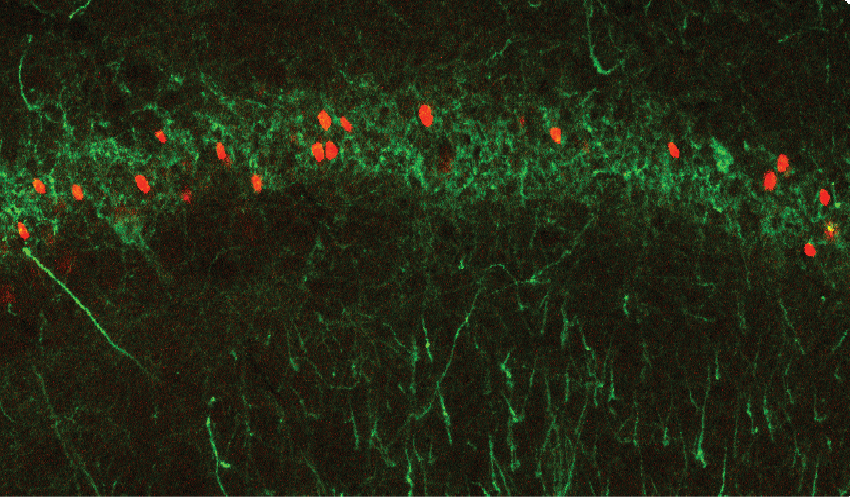 fos-neurons