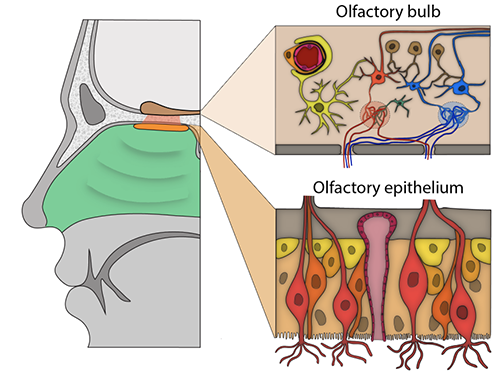 How COVID-19 Causes Loss of Smell