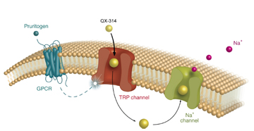 An itch-inducing substance, called a pruritogen, opens large-pore ion channels to allow entry of the sodium channel blocker QX-314. Once inside the nerve fiber, QX-314 has access to its binding site on the sodium channel and blocks conduction only in fibers activated by the pruritogen. Image: David Roberson