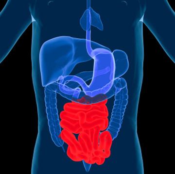 Researchers studying rats have solved the mystery of why type 2 diabetes sometimes disappears after gastric bypass surgery—even before weight loss occurs. Image: iStock