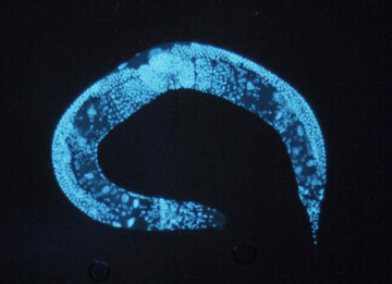 Caenorhabditis elegans roundworm. National Human Genome Research Institute Photo.