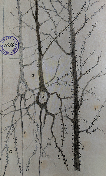 ramon y cajal