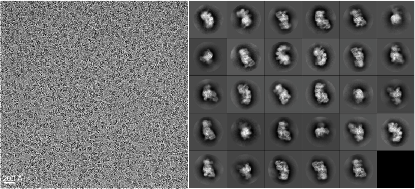 A sample cryo-electron microscope image of CRISPR molecules(left). The research team combined hundreds of thousands of particles into 2D averages (right), before turning them into 3D projections. Image: Xiao et al.