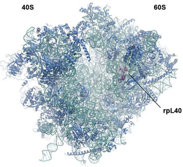 Some viruses depend on ribosomal protein L40 (rpL40), highlighted within the large (60S) subunit, for protein synthesis. Image courtesy of the Whelan Lab.