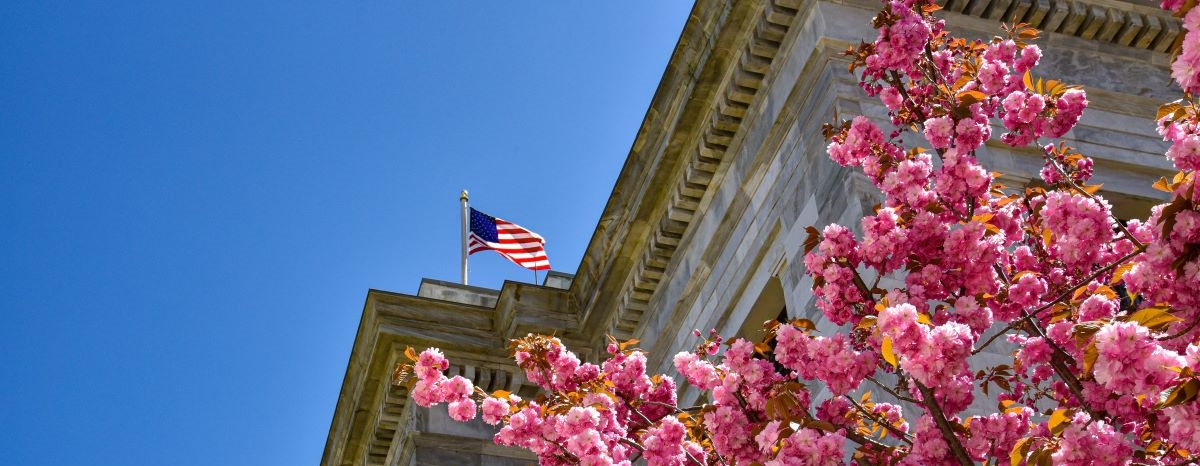 View of flag on top of HMS building with pink flowering tree in foreground