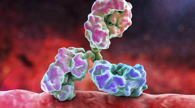 Antibody attacking bacterium