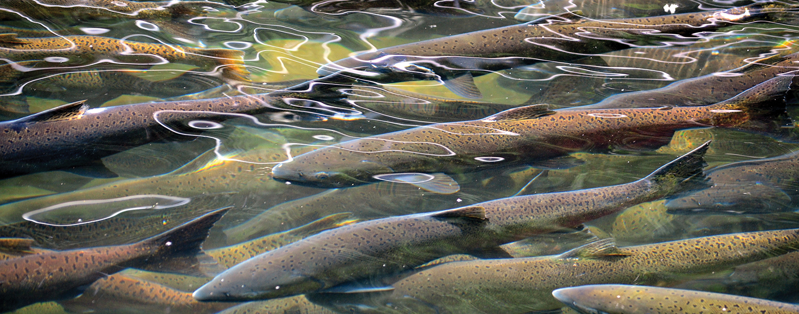 a school of salmon