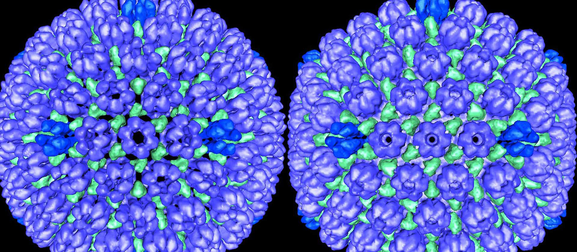 images of procapsid and mature version of herpes simplex virus