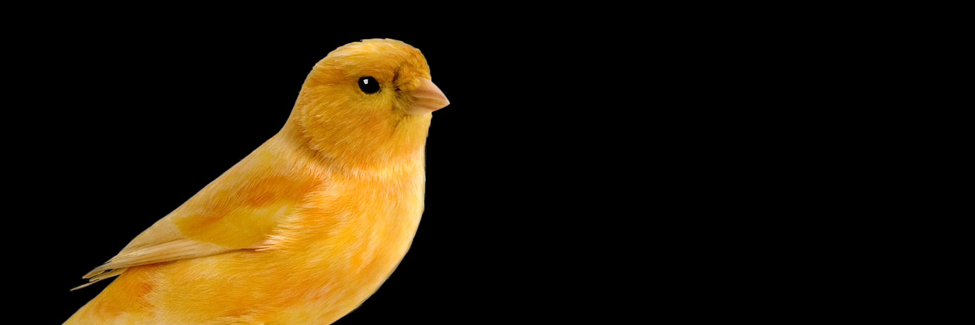 canary against a field of black