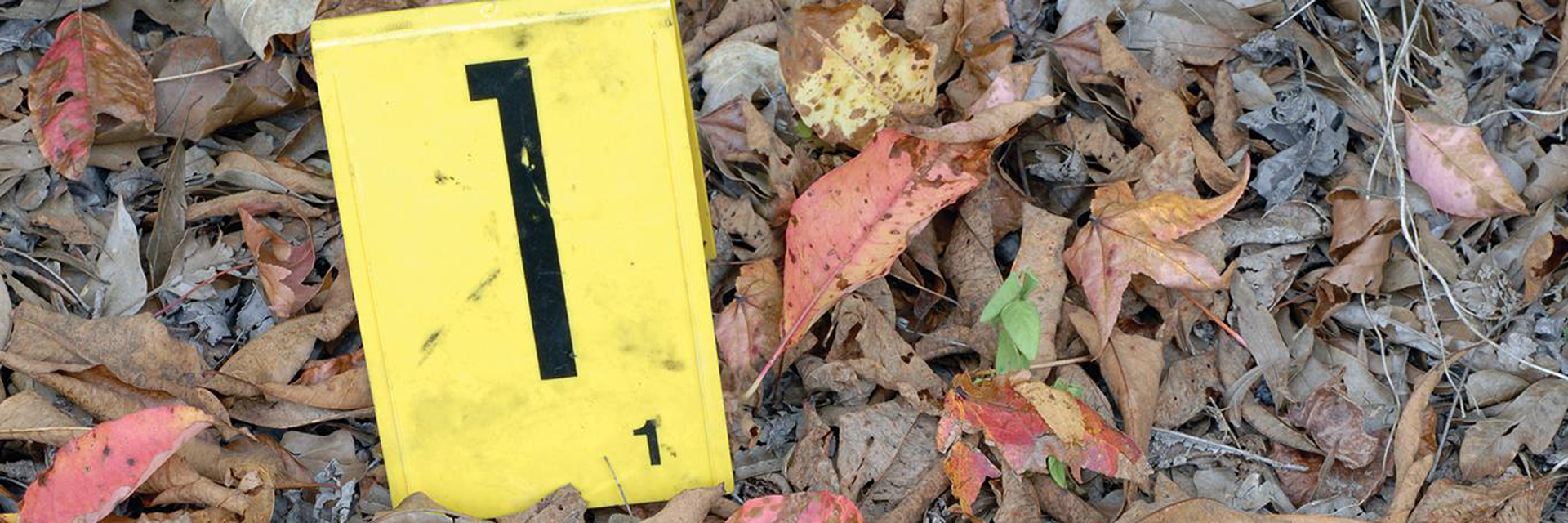 A crime scene's yellow number one plastic triangle in the middle of fallen, dried leaves