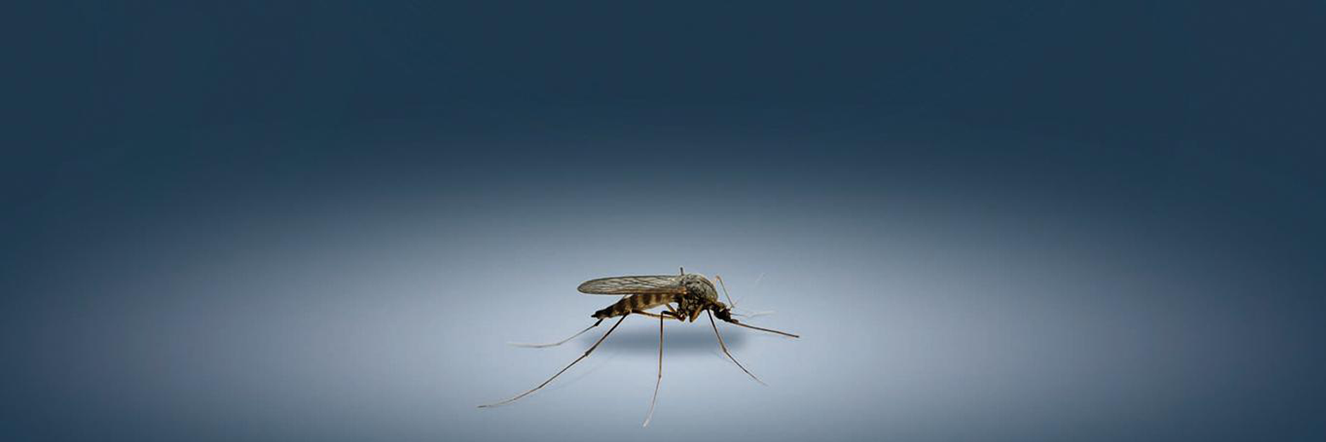 Picture of a lone mosquito