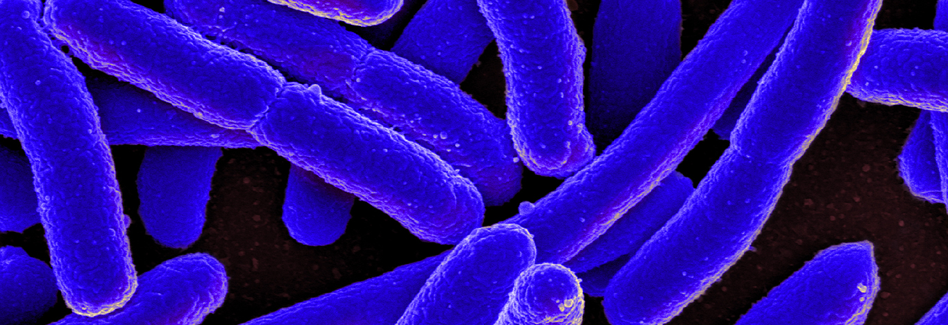 Change to a single gene in gut bacterium can alter metabolism