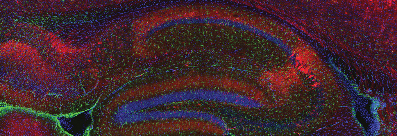 A photo essay on the art and science of imaging