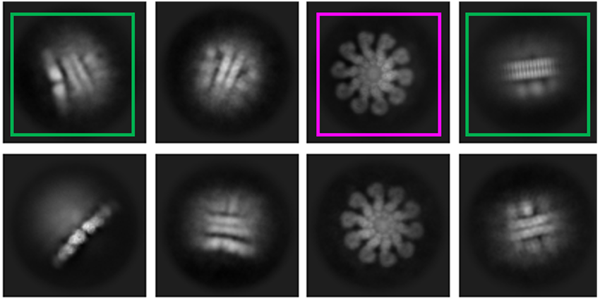 Squares show the inflammasome from different angles. Some look like spoked wheels. Others look like sandwich cookies from the side.