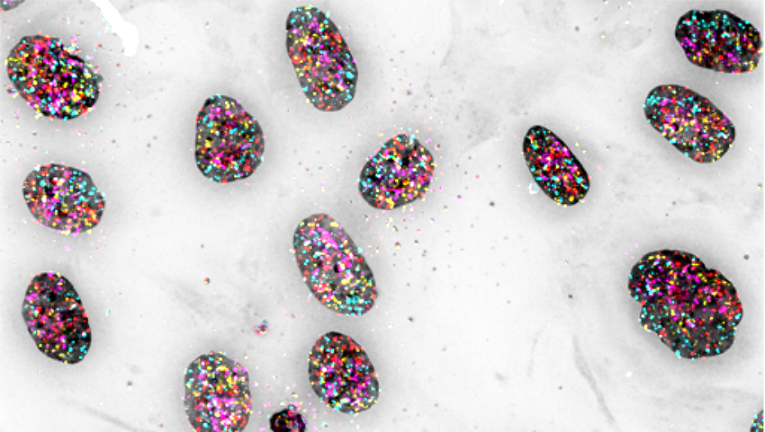 cell nuclei appear as dark stone-like shapes, with genomic regions labeled as multiple colored dots, against a gray background