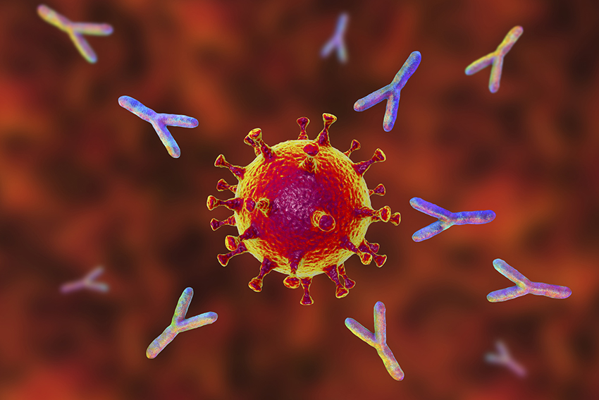 antibodies vs covid