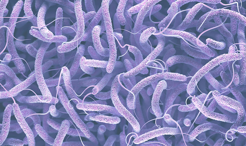 vibrio cholerae bacteria