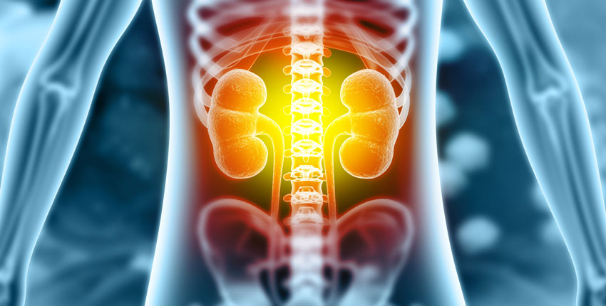 Illustration of kidneys inside a skeletal frame 