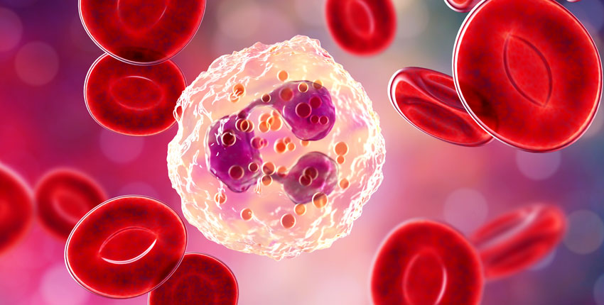 An illustration of a large, white immune cell surrounded by smaller red blood cells