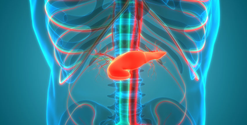 Illustration of the inside of a human torso with the pancreas in orange 