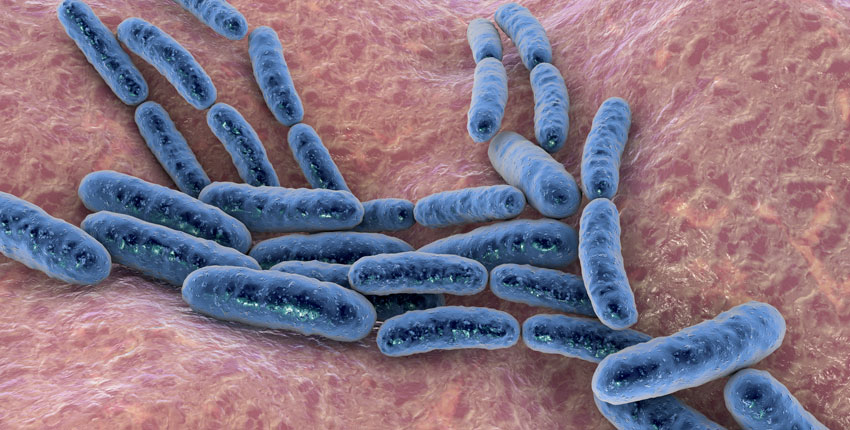 Lactobacillus, 3D illustration. Image: Dr. Microbe/iStock/Getty Images Plus