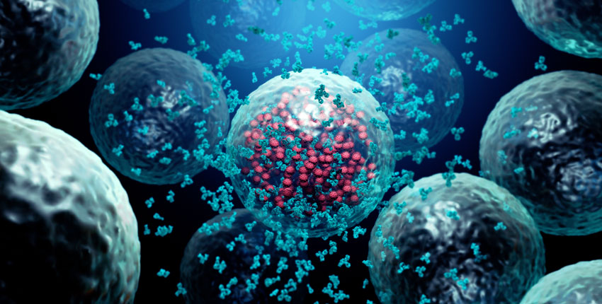 Illustration of antibodies destroying a cell infected by a virus.  