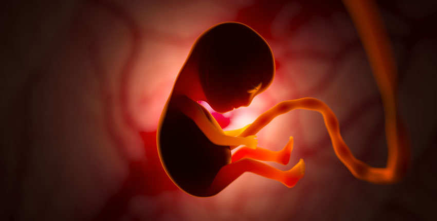 Illustration of a fetus in the womb attached by umbilical cord
