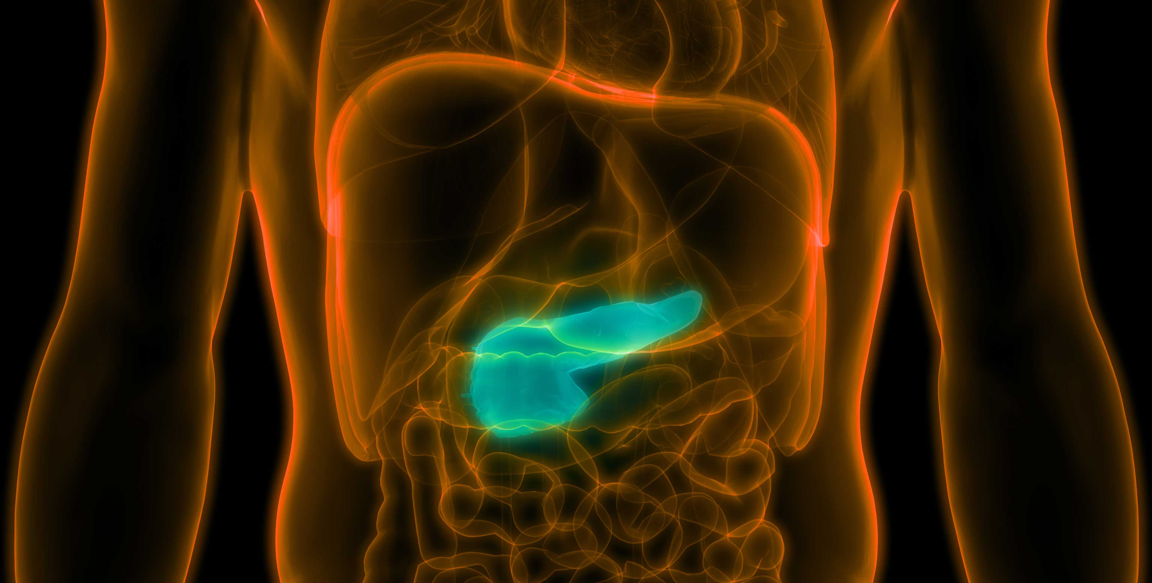 Artist's depiction of a pancreas inside a body 