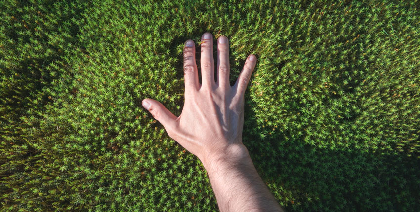 Photo of a hand touching a bed of green moss 