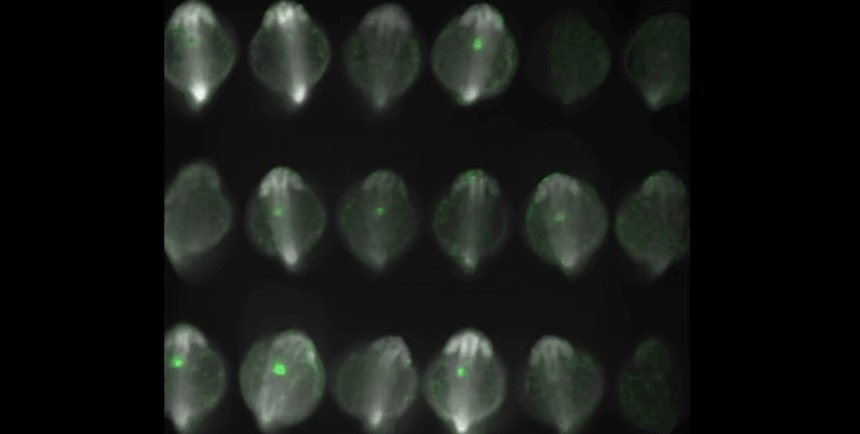 Rows of gray ovals with green dots sporadically lighting up inside