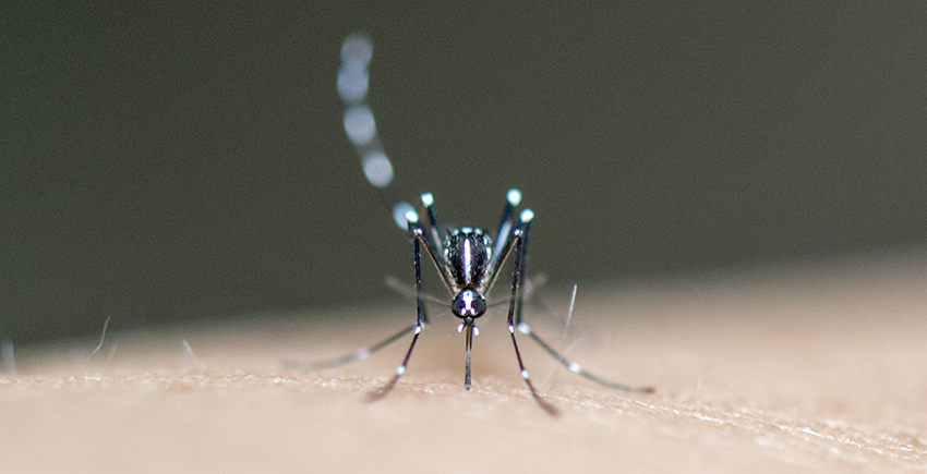 Close-up, head-on shot of a mosquito perched on pale human skin