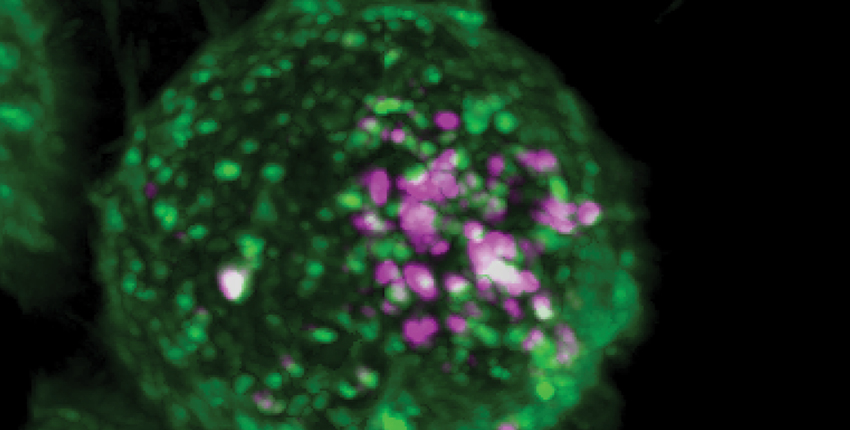 Pink glowing dots (virus-like particles) enter a green glowing cell in a microscopic image
