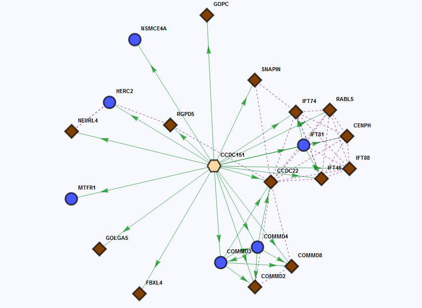 CCDC151, a protein that is involved in cilia function in cells