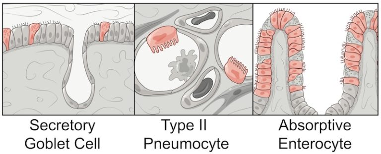Three illustrations of cell types, labeled secretory goblet cell, type II pneumocyte and absorptive enterocyte