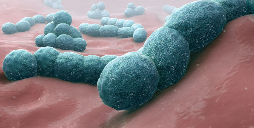 How does penicillin detonate bacteria? Insights set stage for development of new antibiotics.