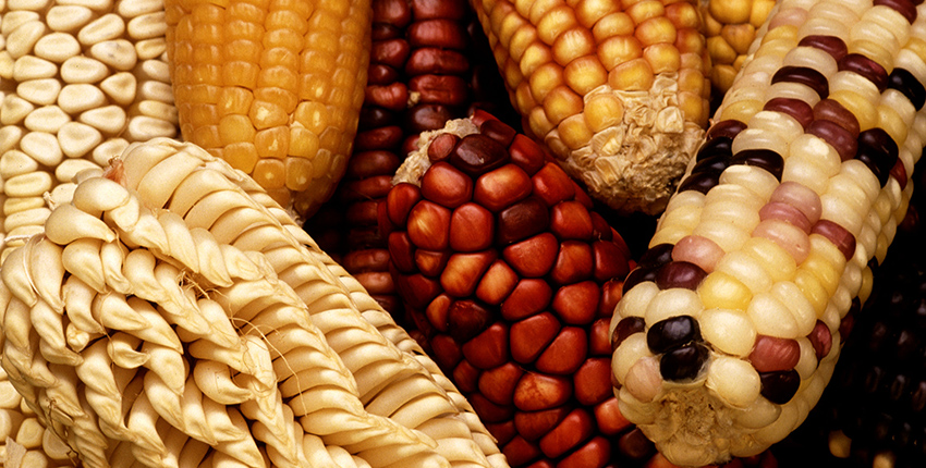 Close-up photo of varied kinds of maize cobs