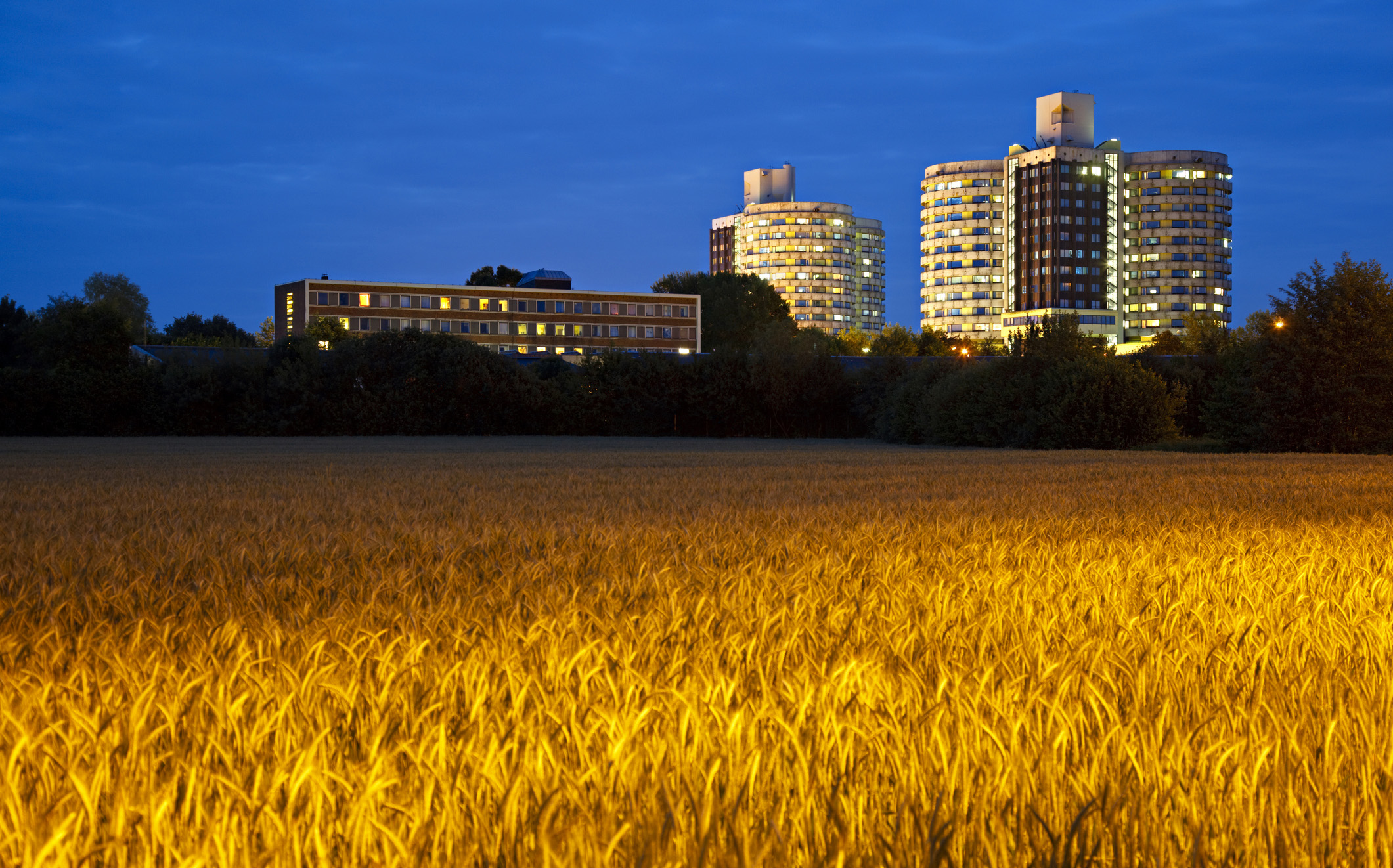 Photo of a field of wheat with hospital buildings in the background, at dusk