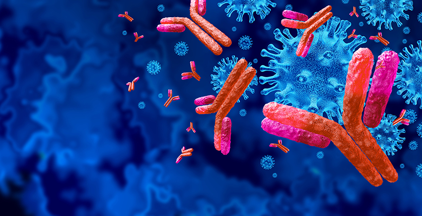 Illustration shows Y-shaped antibodies in bright red clustering around a knobby viral particle in blue