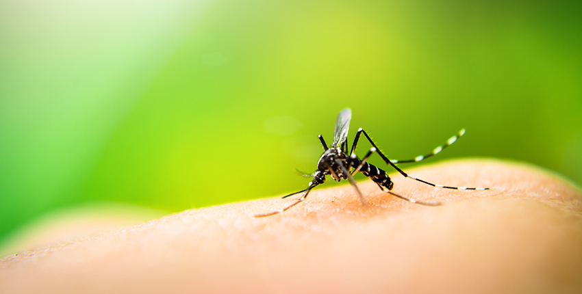 Mosquito perches on a white person's hand against a green background