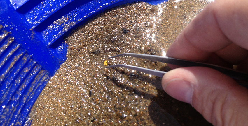 White hand holding tweezers reaches for a small piece of gold in a blue dish full of wet sand