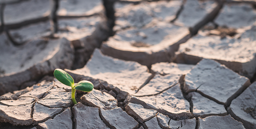 A small green shoot appears amid drought-cracked earth