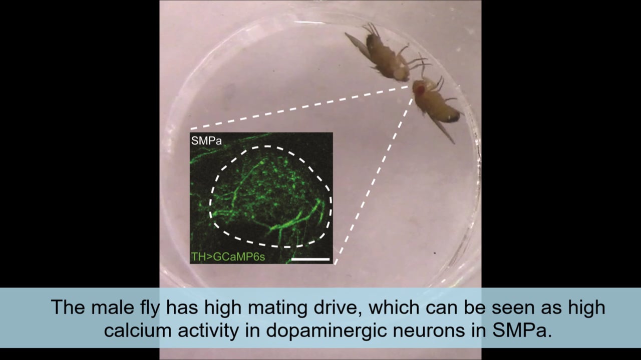 Male fruit flies with high levels of dopamine in P1 neurons readily court female flies, but males whose dopamine has dropped after a few matings lose interest. Video: Stephen Zhang