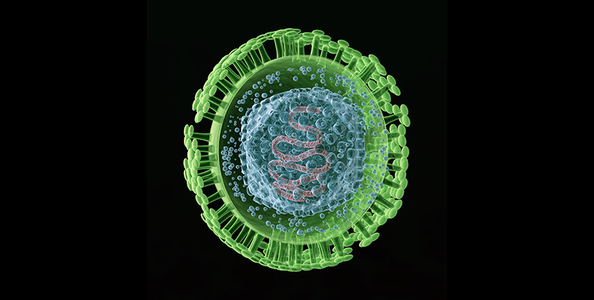 herpes virus - Search - Science Photo Library