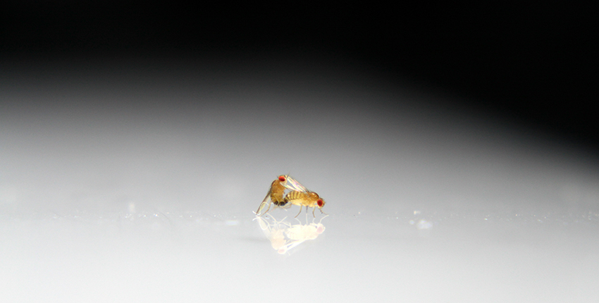 Two fruit flies mate against a white and black background