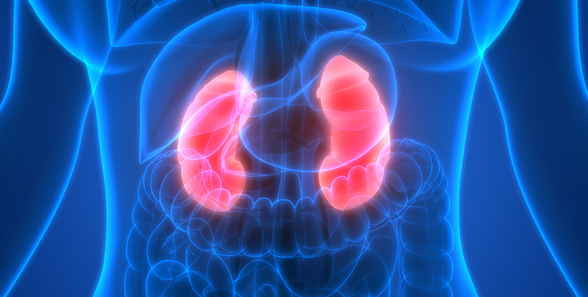 Illustration of pink kidneys on bright blue background of human midsection