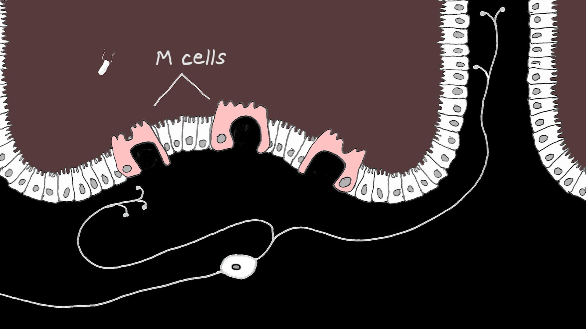 illustration of intestine and gut neuron
