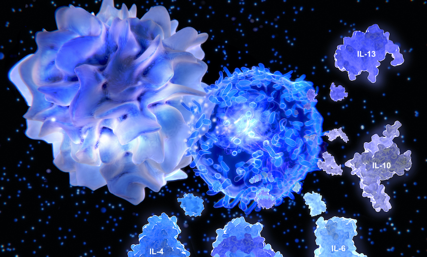 Activated T helper cell segregates the cytokines IL-4, IL-5, IL-6, IL-9, IL-10 and IL-13